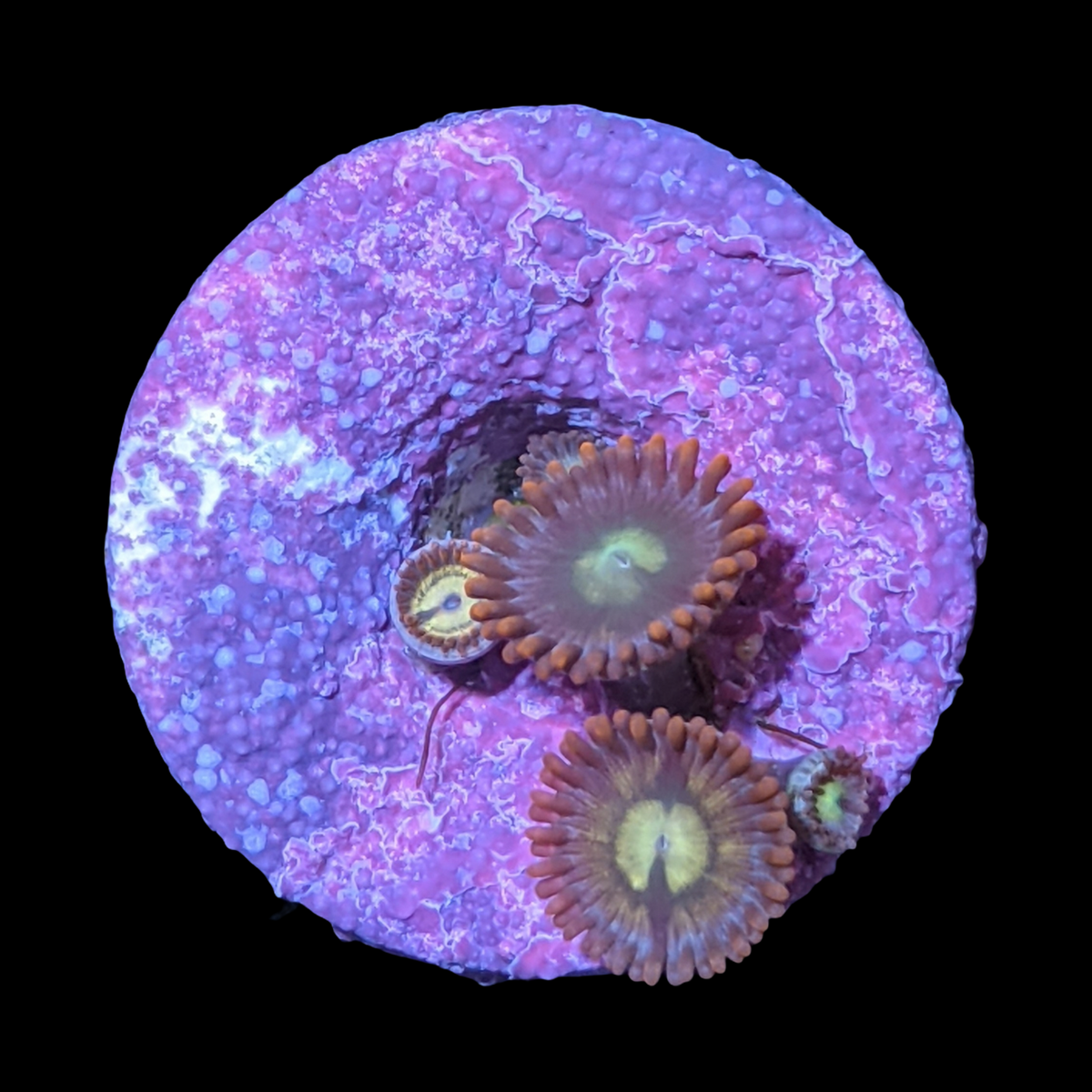 Chocolate Orange Zoa Frag