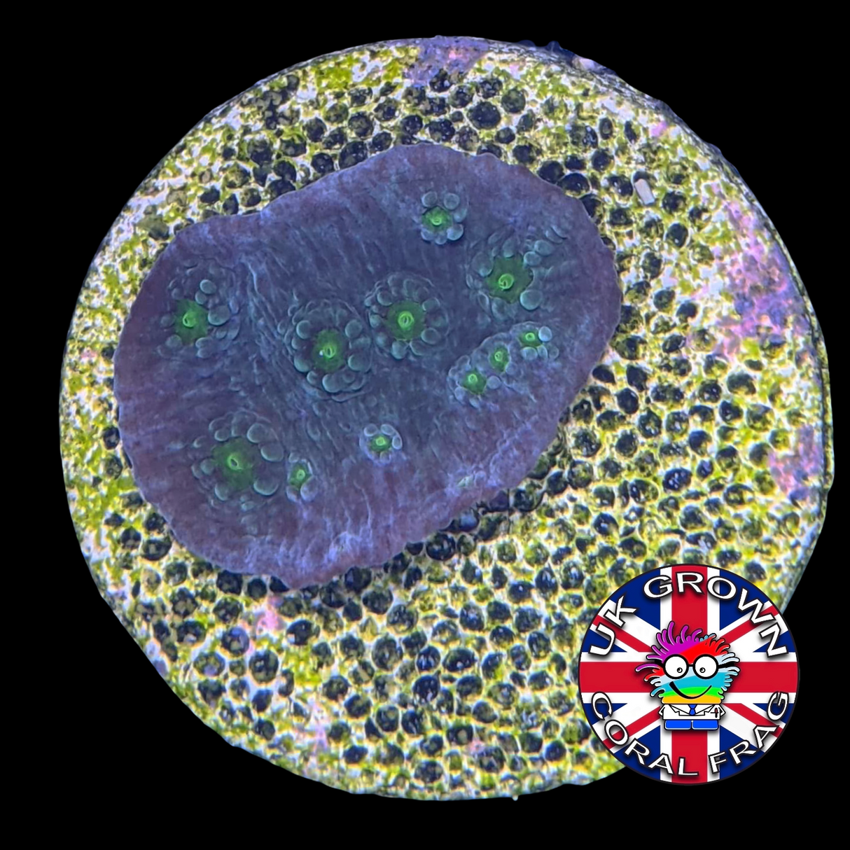 LA Lakers Turbinaria (Large Plug) UK Grown