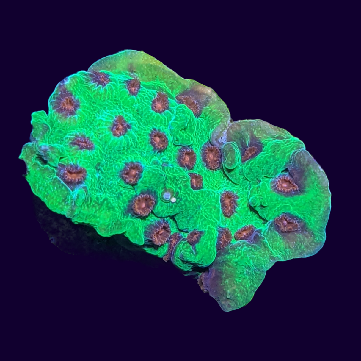 Jingle Bells Cyphastrea