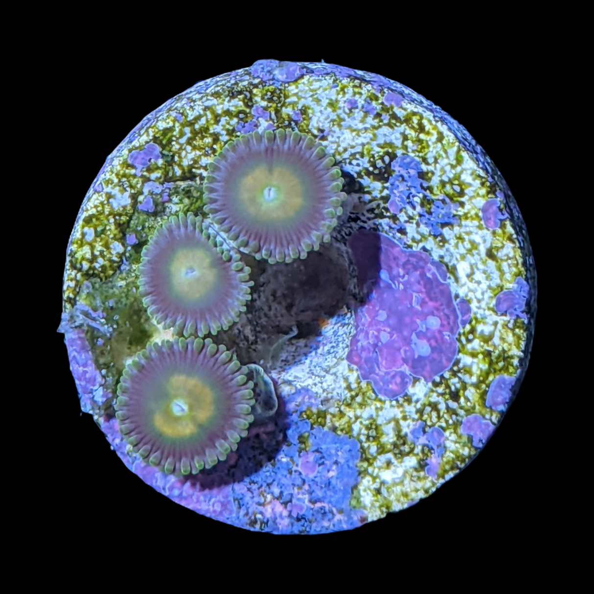 John Deere Zoa Frag