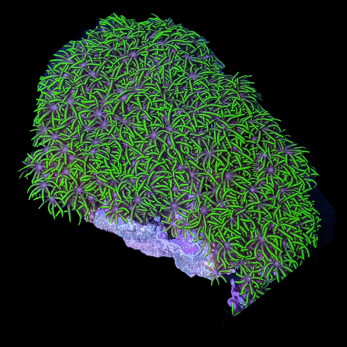 Mini Colony Star Polyps