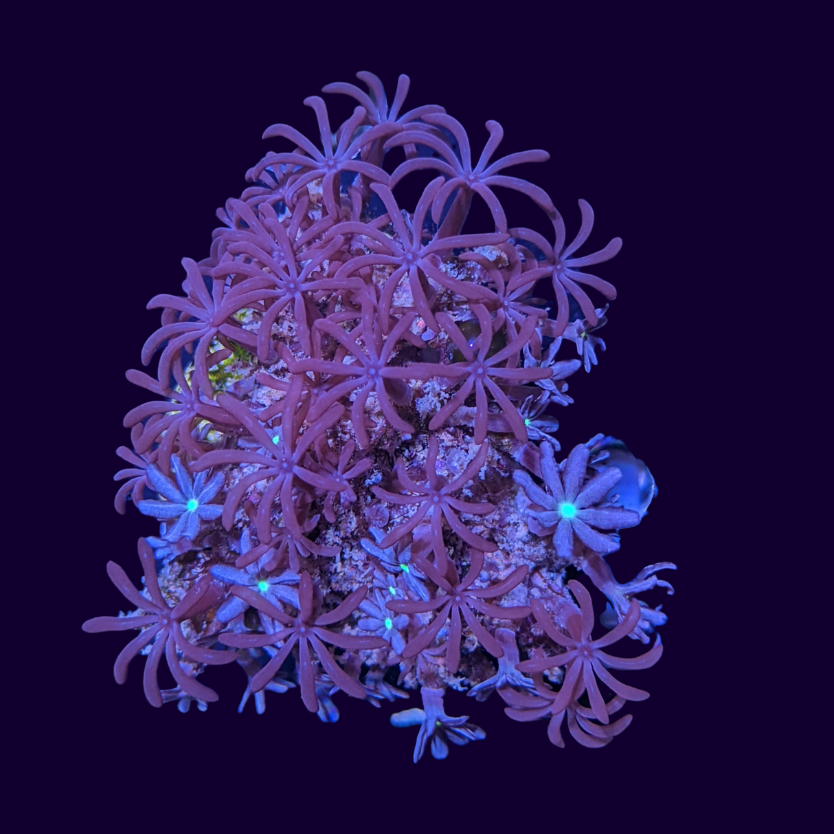 Knopia Jasmine Polyps / Brown Polyp Mix