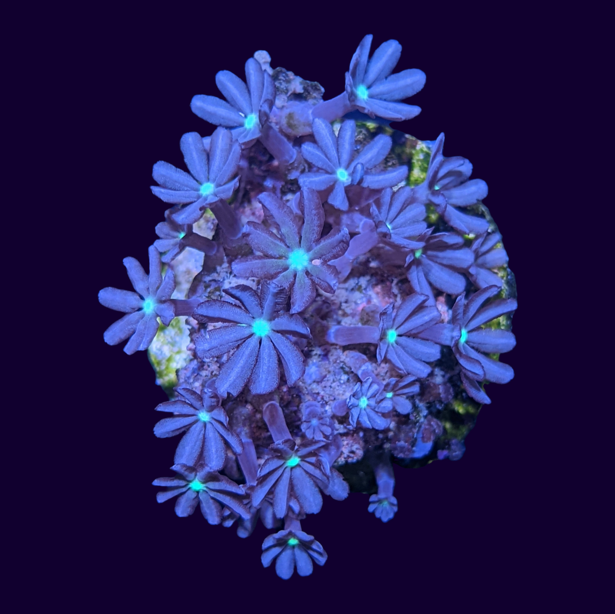 Knopia Jasmine Polyps