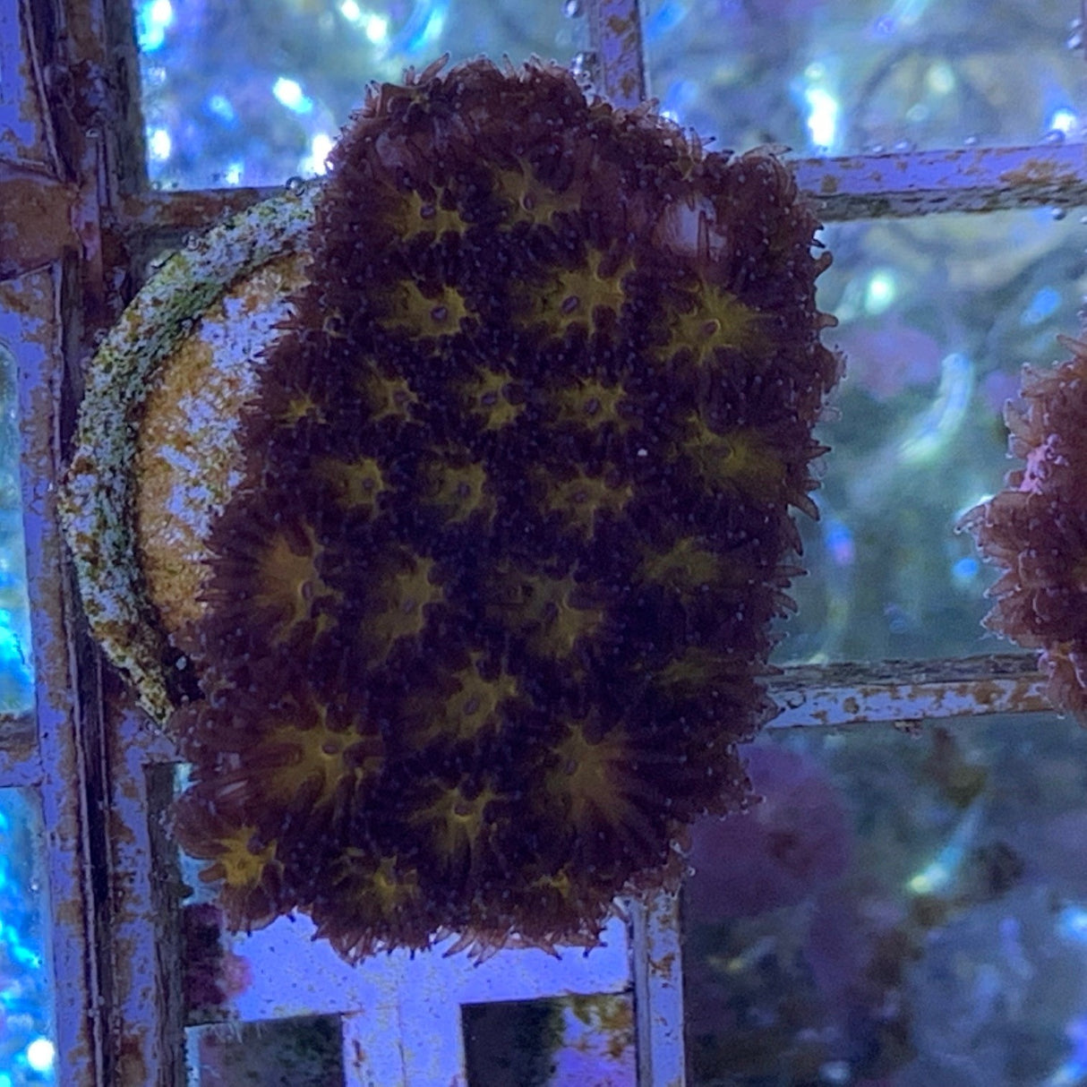 Orange Leptastrea Frag