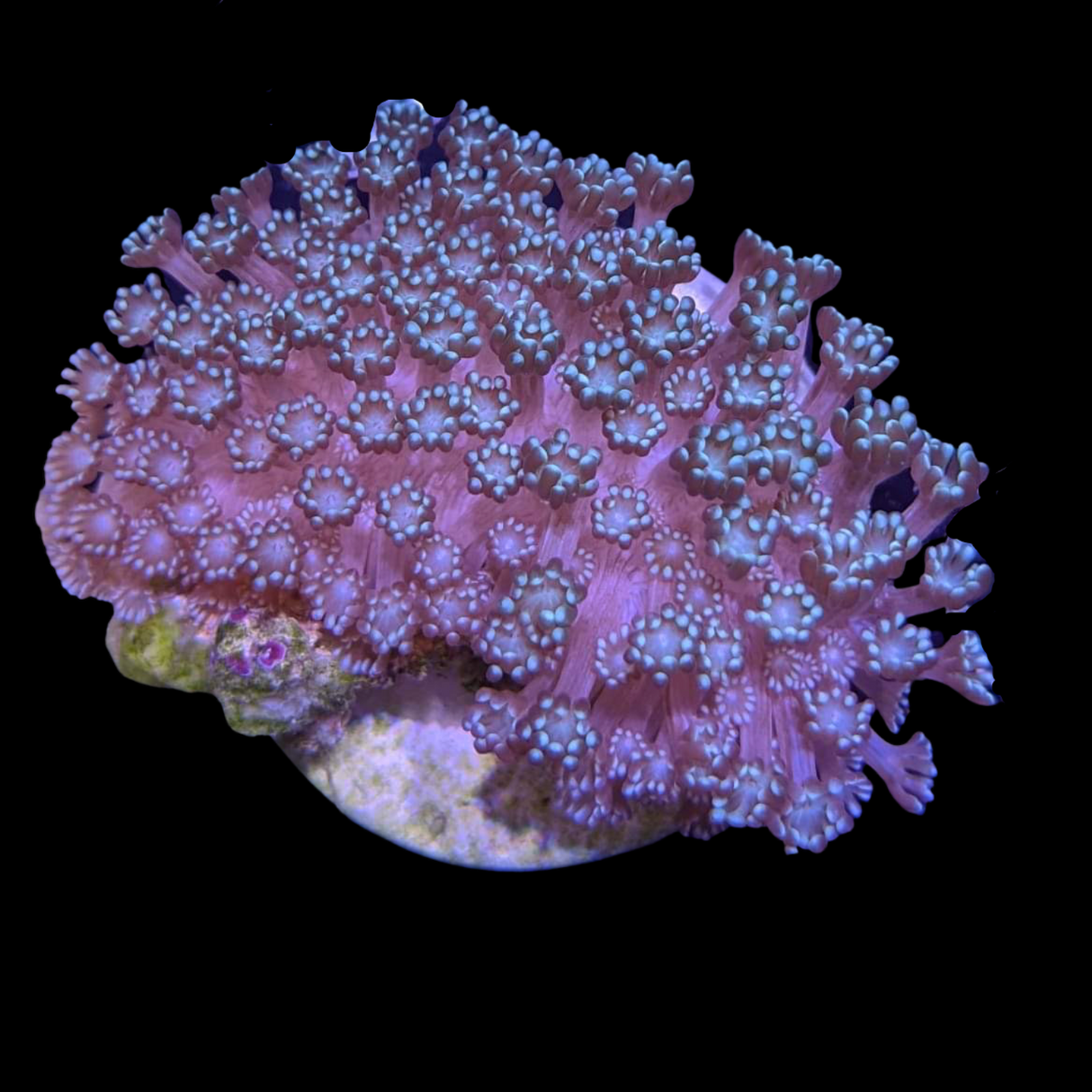 Green Alveopora