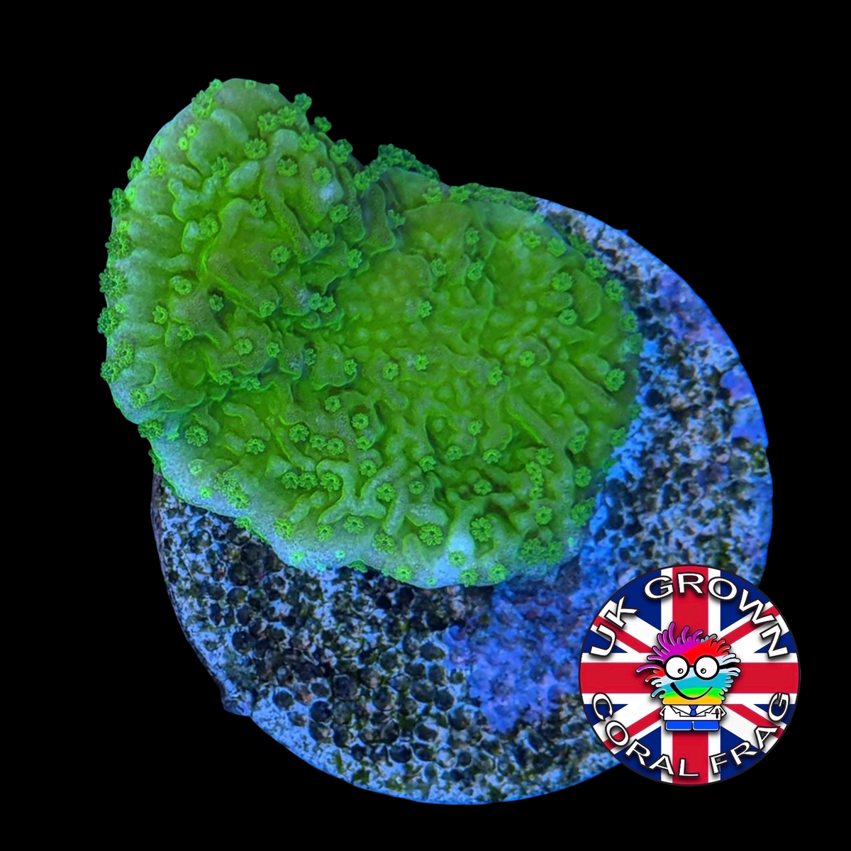 Green plating Montipora (UK Grown)