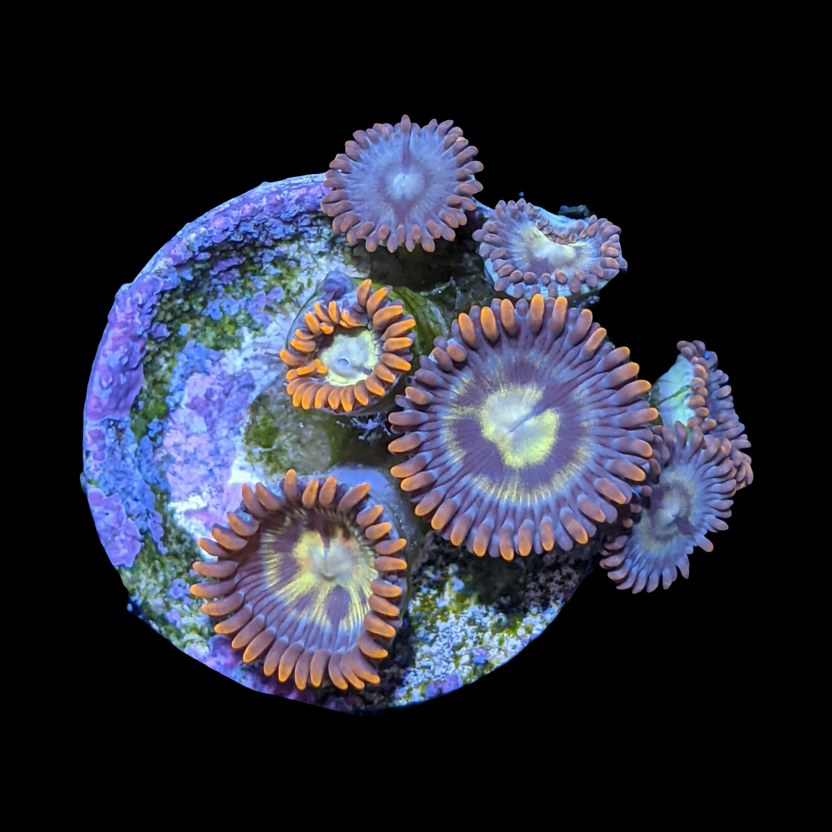 Chocolate Orange Zoa Frag