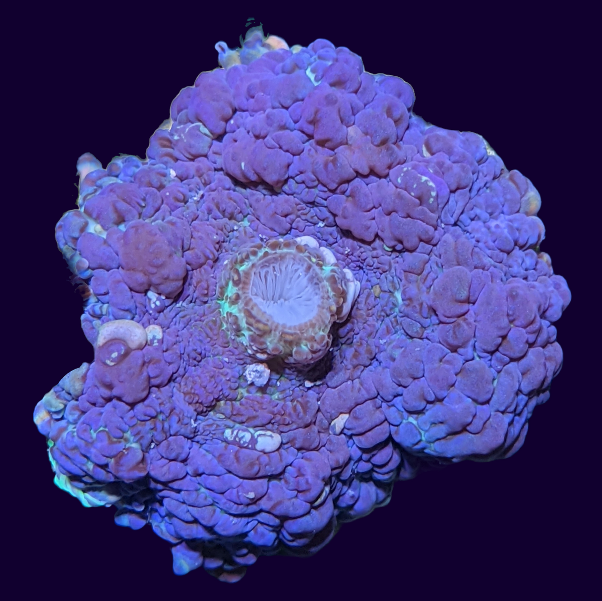 Large Purple Rhodactis Mushroom