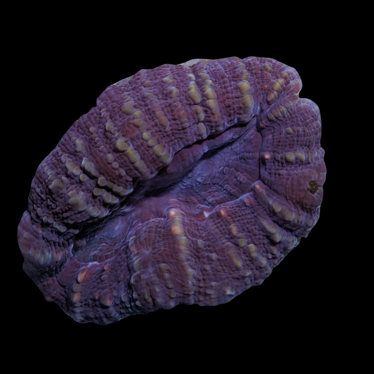 Lobophyllia