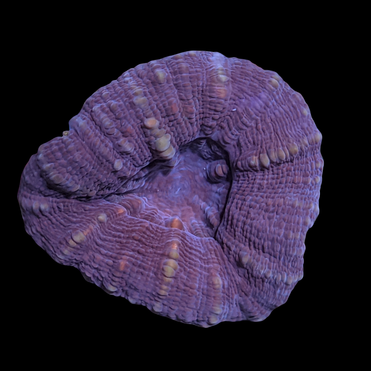 Lobophyllia
