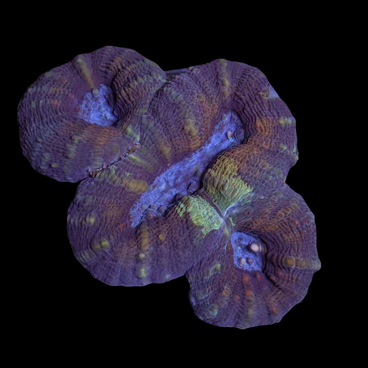 Lobophyllia (collection Only)