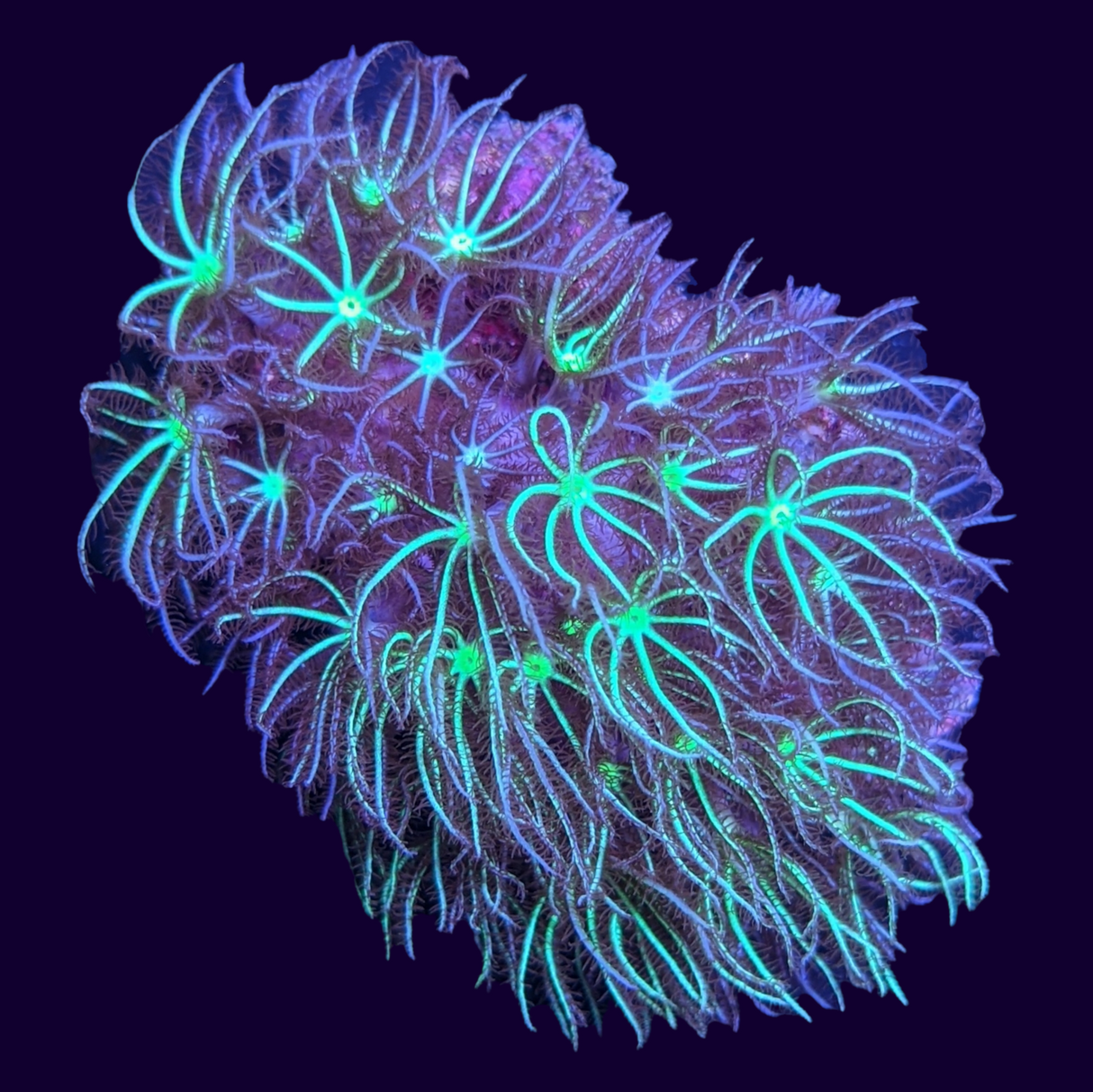 Long Polyp Green Star Polyp