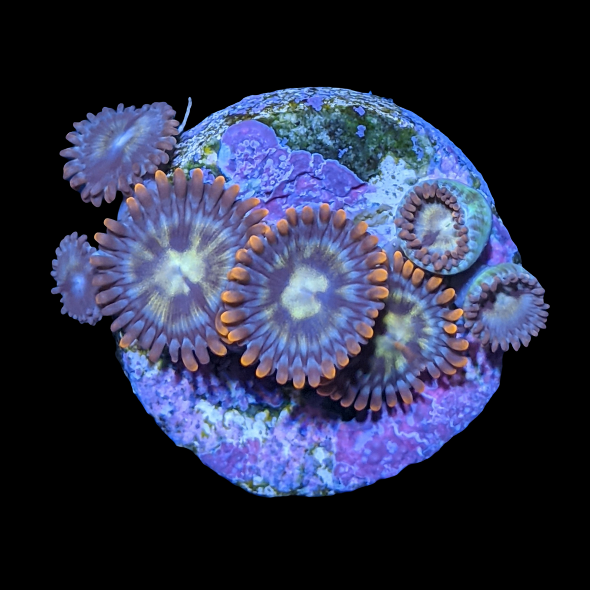 Chocolate Orange Zoa Frag