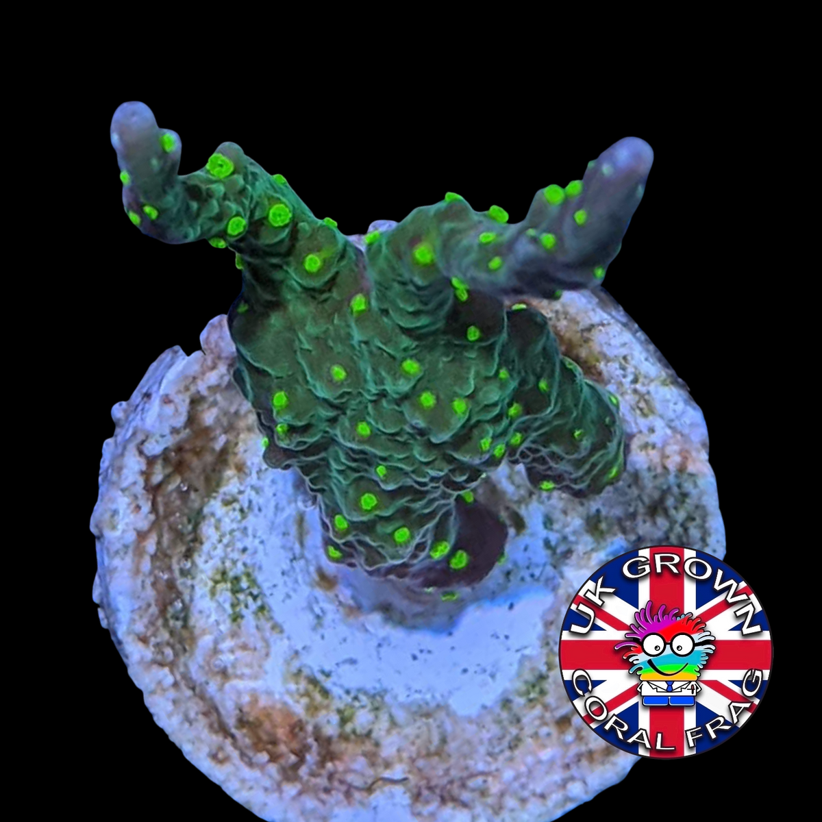 Hirsuta Montipora (UK Grown)