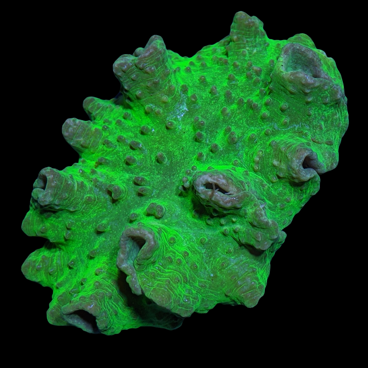 Green Sinularia Dura Cabbage Coral Colony
