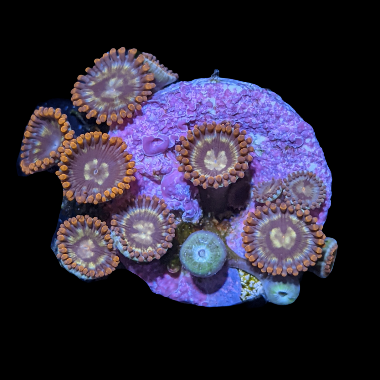 Chocolate Orange Zoa Frag
