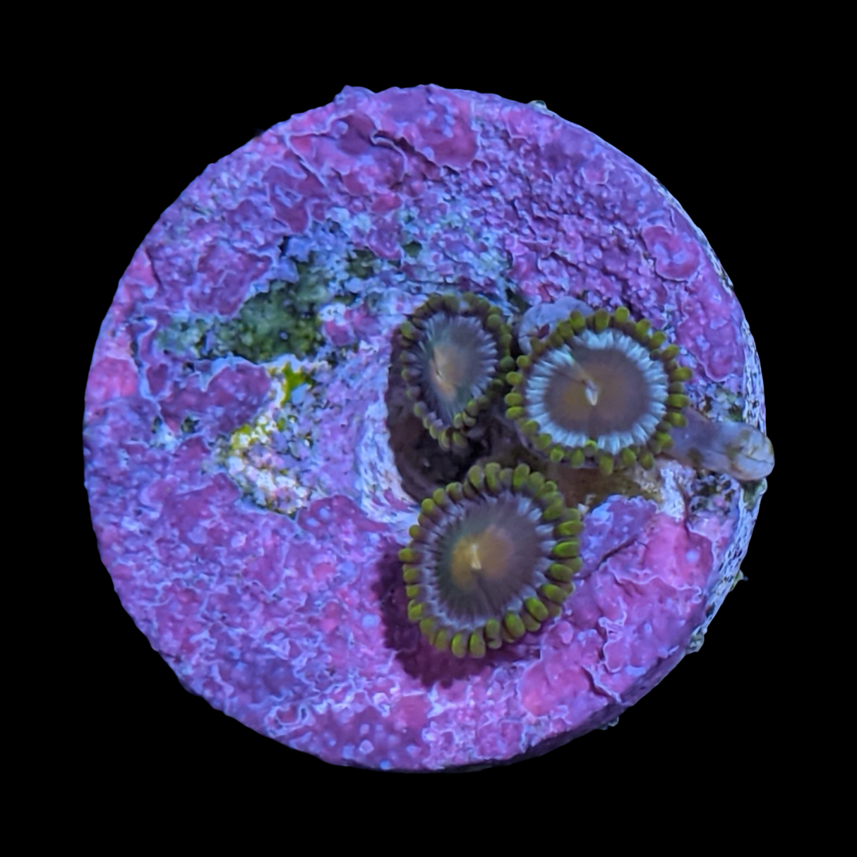John Deere Zoa Frag