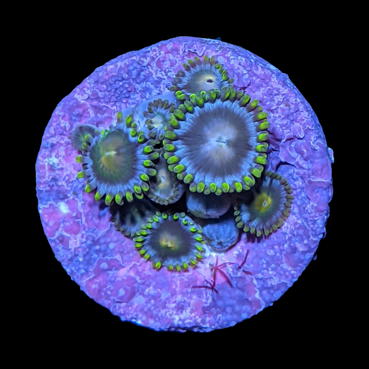 John Deere Zoa Frag
