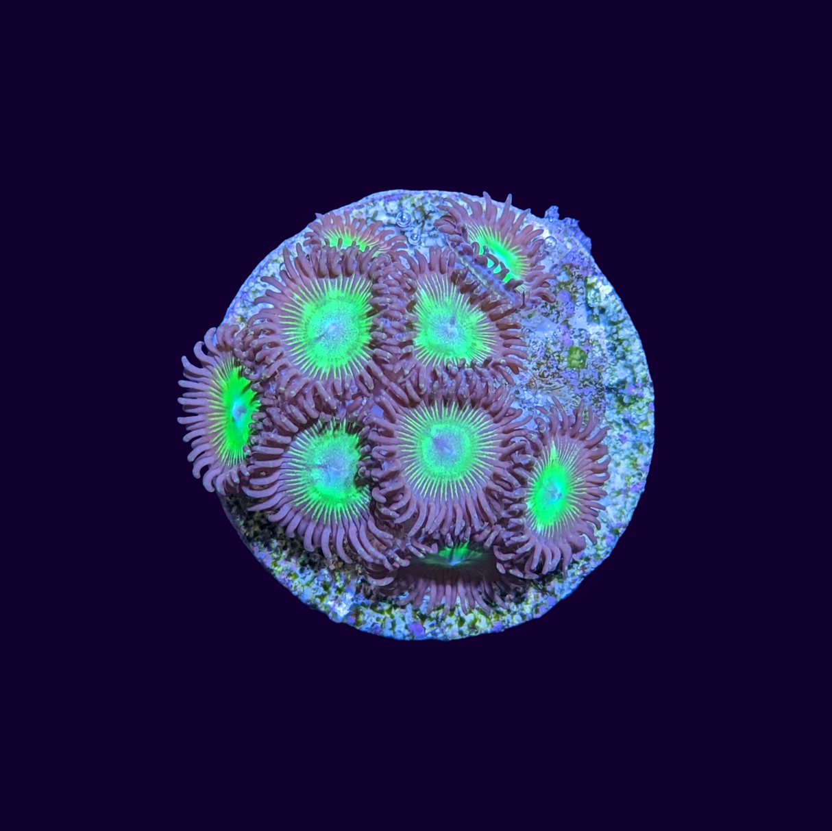 Mean Green Zoa Frag