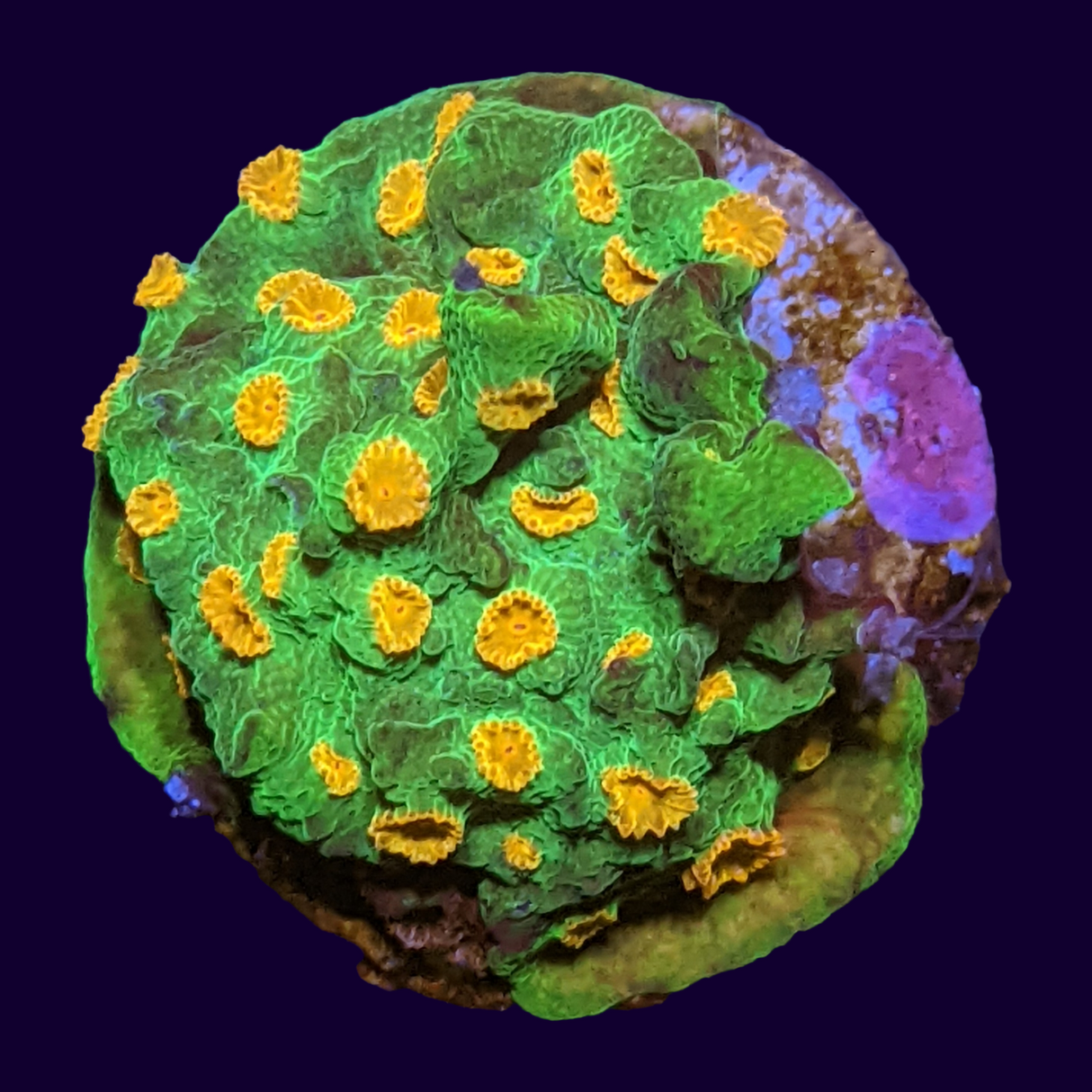 Meteor Shower Cyphastrea