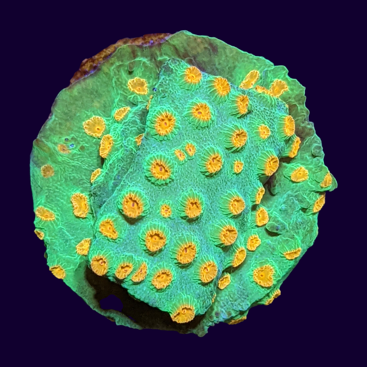 Meteor Shower Cyphastrea