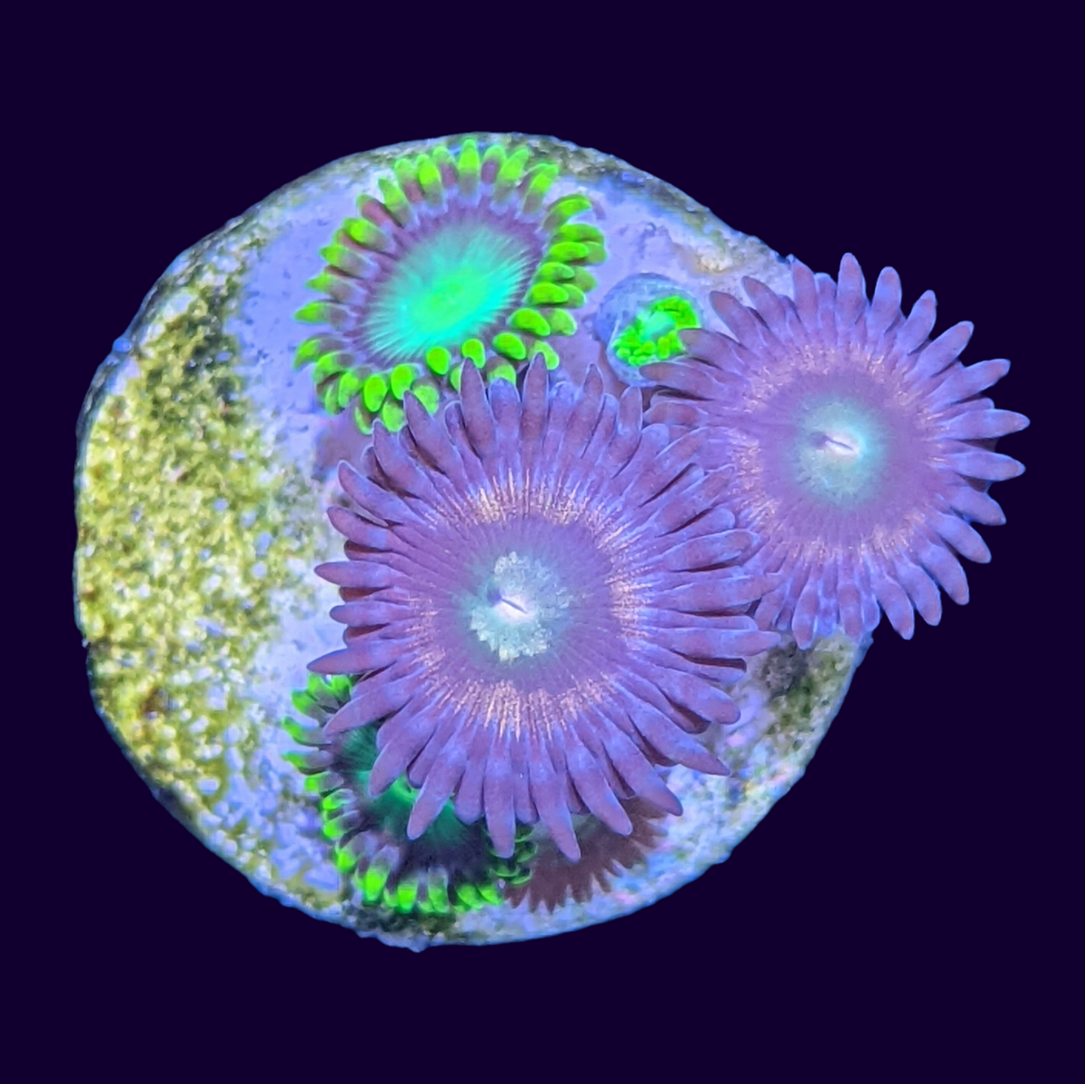 Mixed Zoa Mini Colony