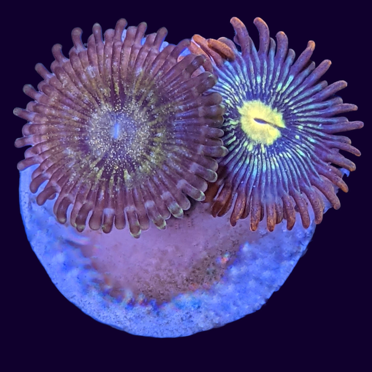 Mix Zoa Frag (UK Grown)