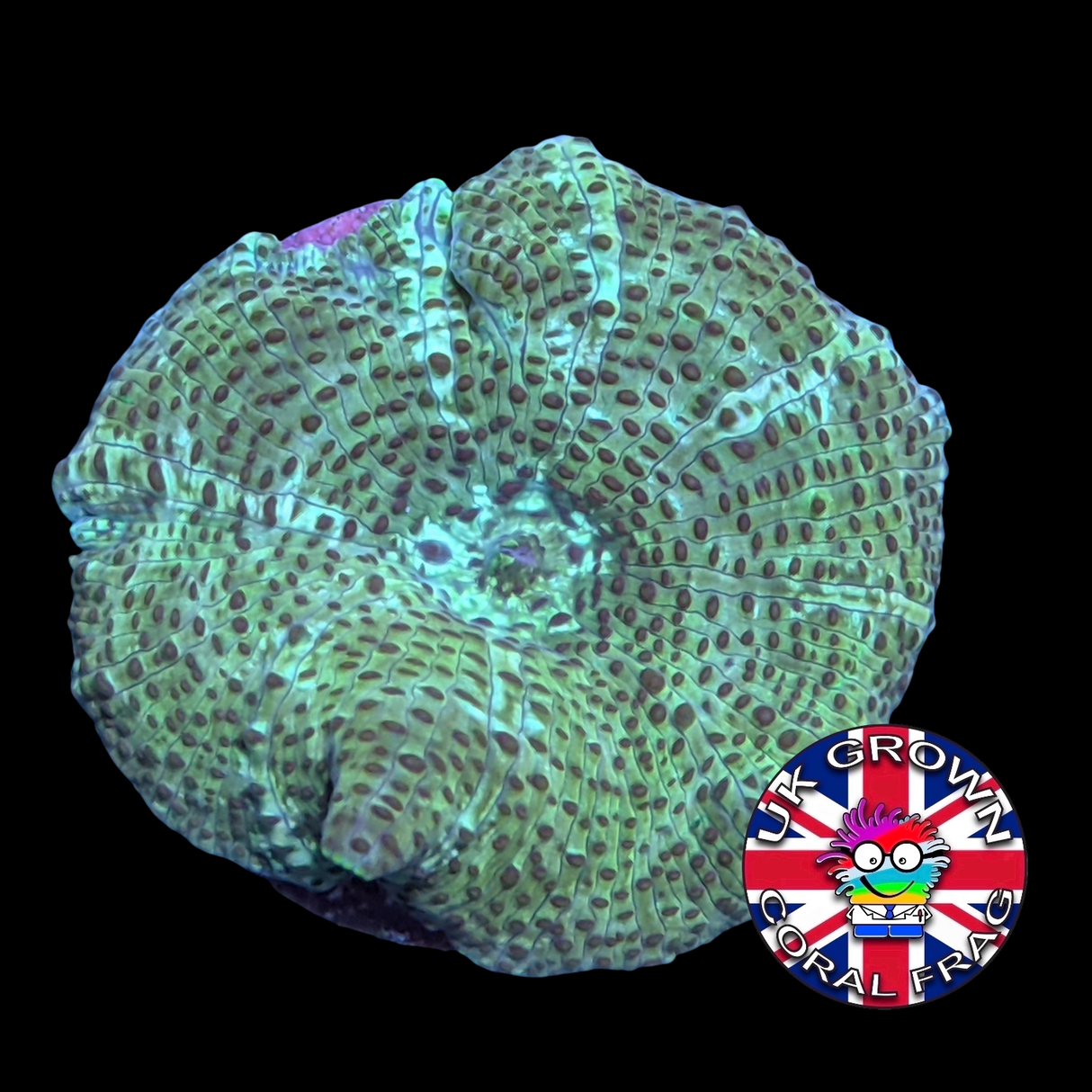 White Stripe Green Mushroom (UK Grown)