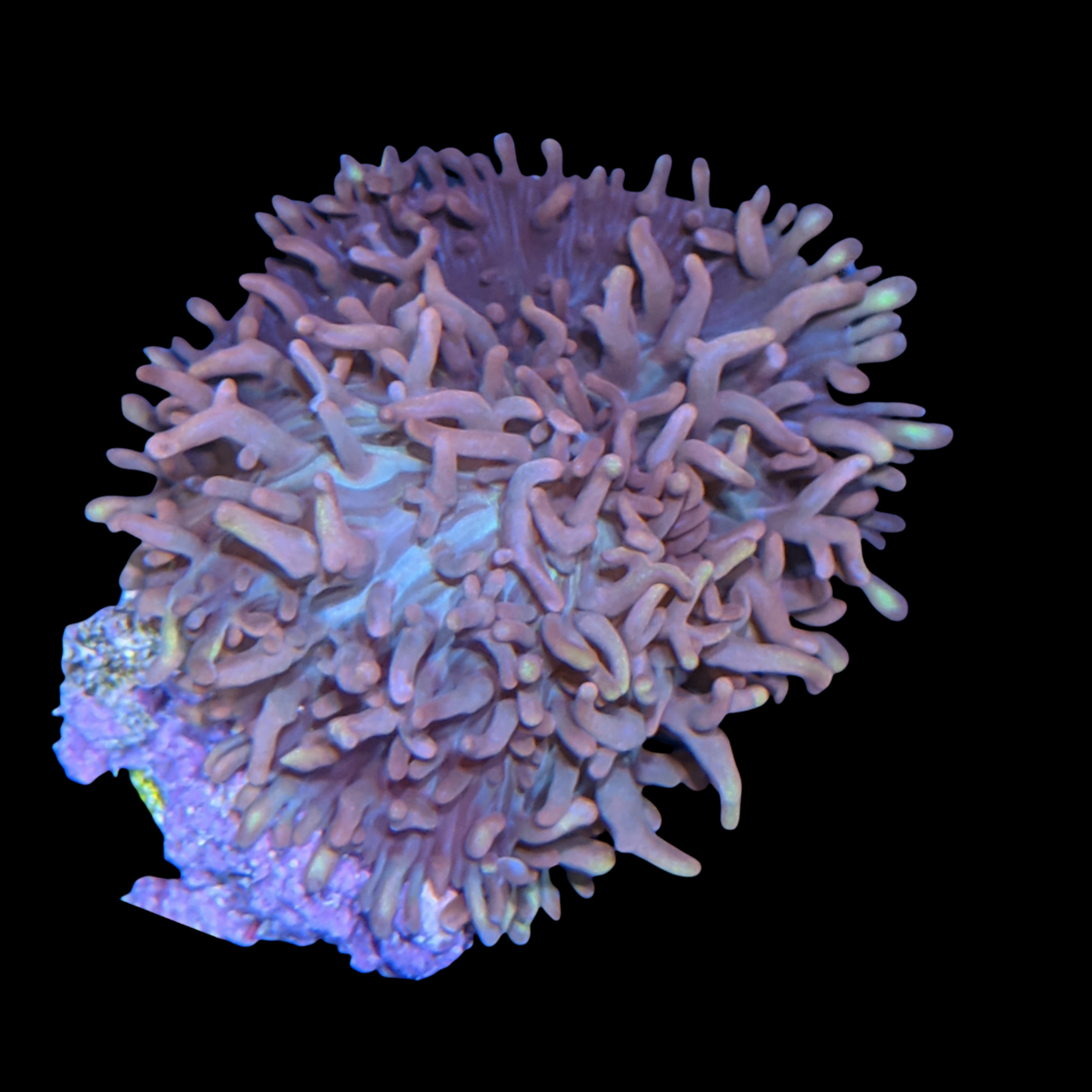 Fuzzy Mushroom Mushroom