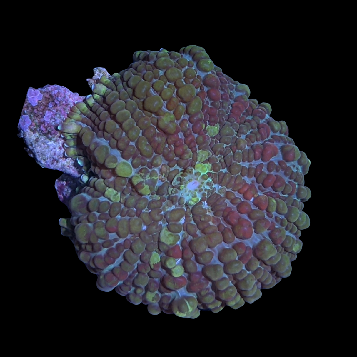 Rhodactis Flex Mushroom