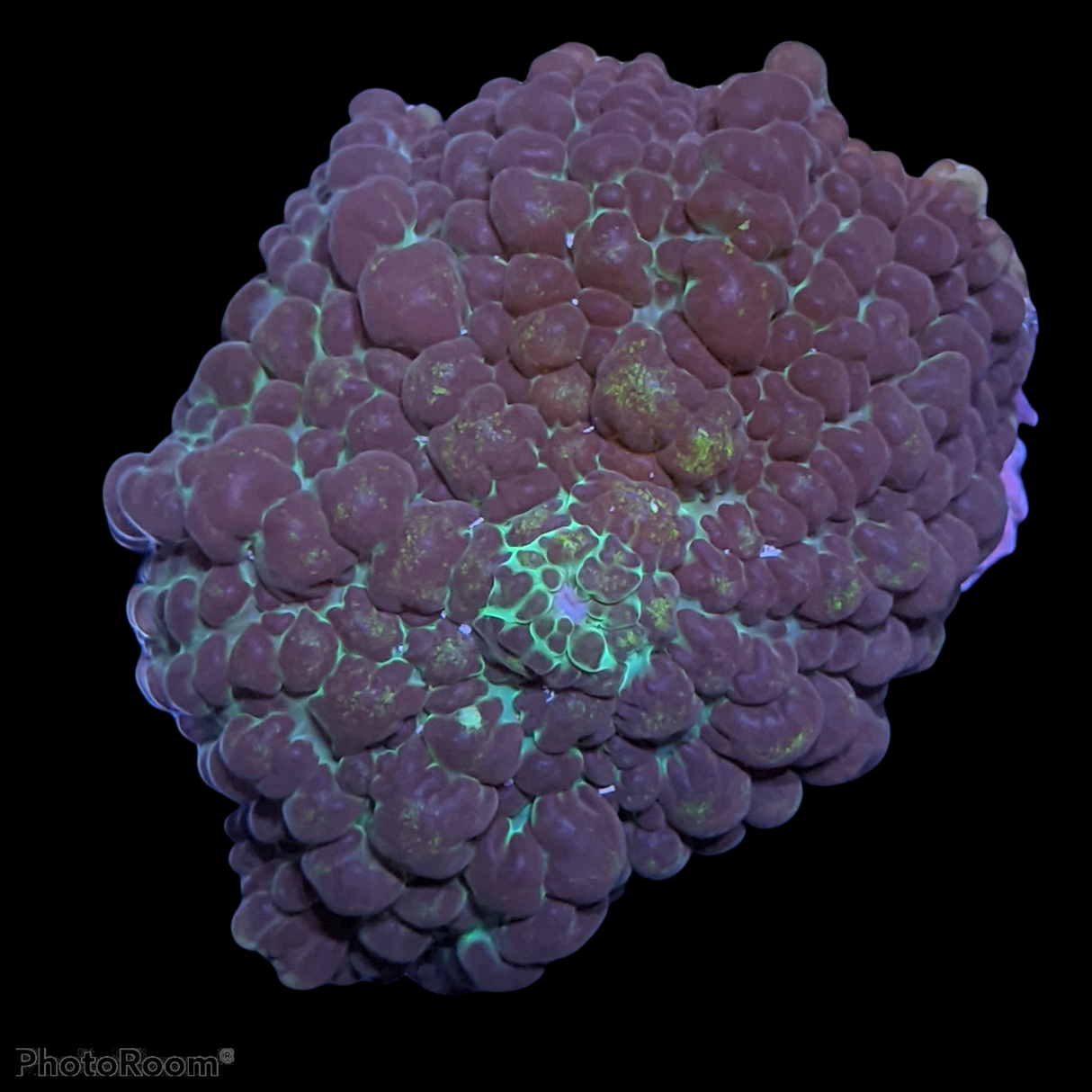 Rhodactis Flex Mushroom