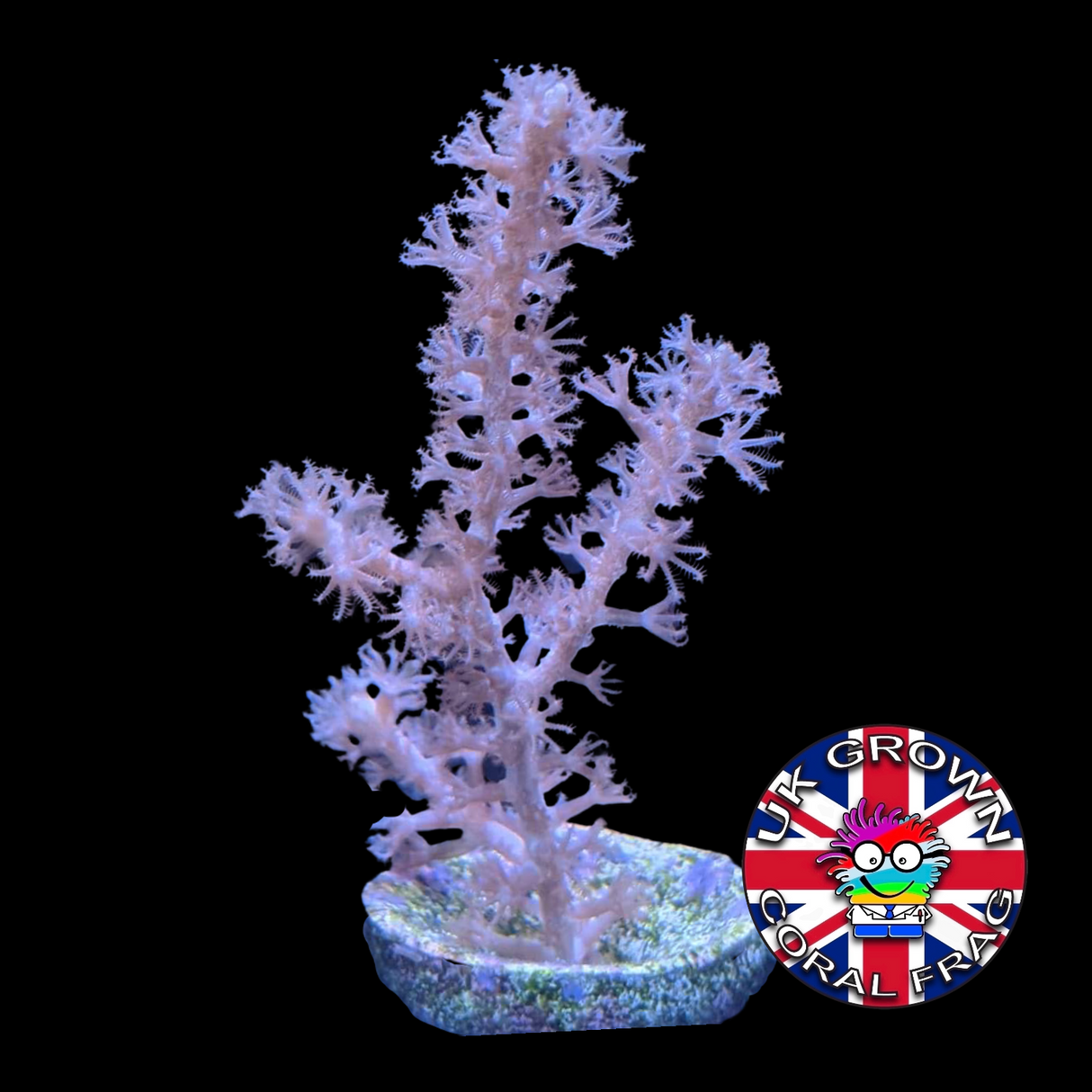 Large photosynthetic Gorgonian (UK Grown)