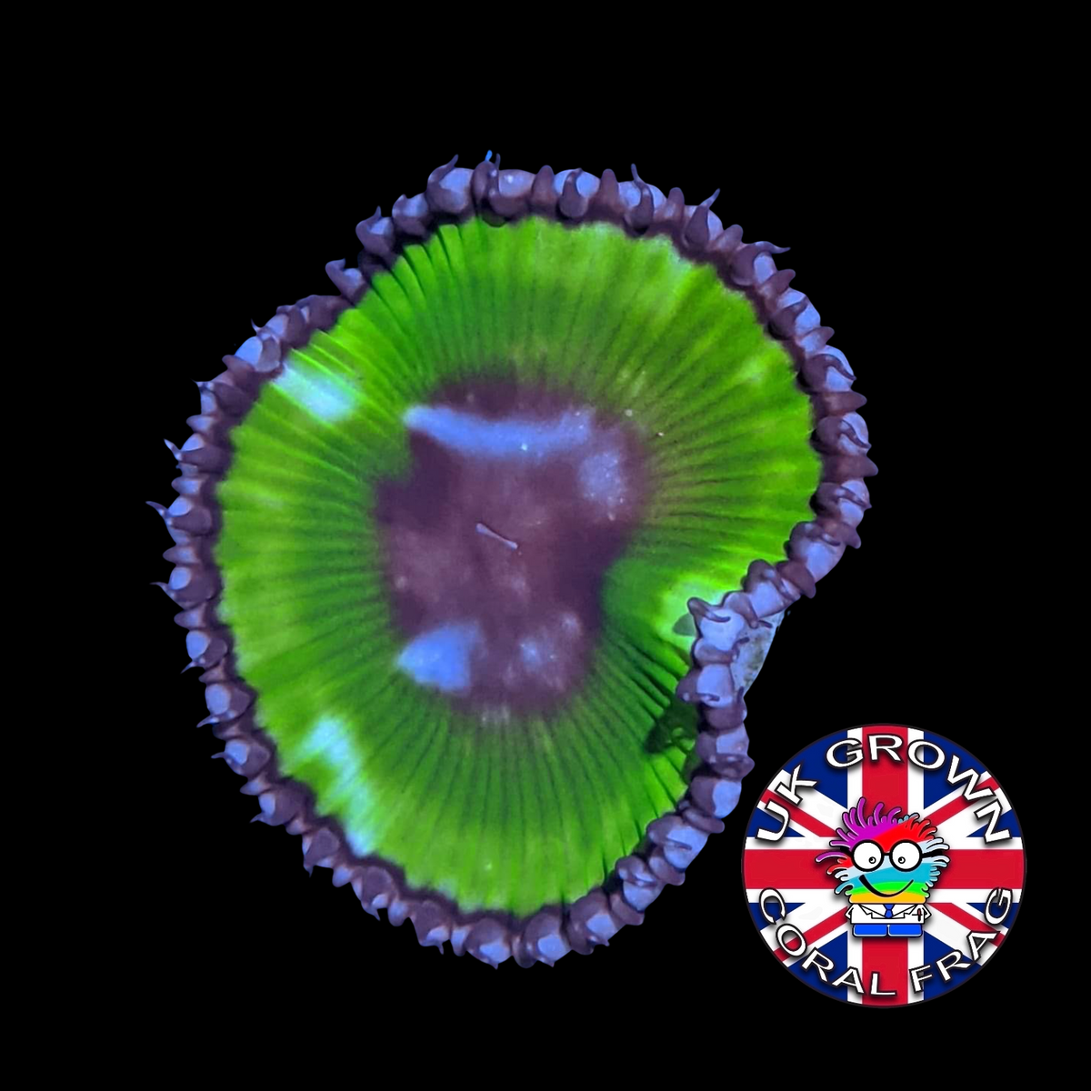Grandis Paly Zoa Frag (UK Grown)