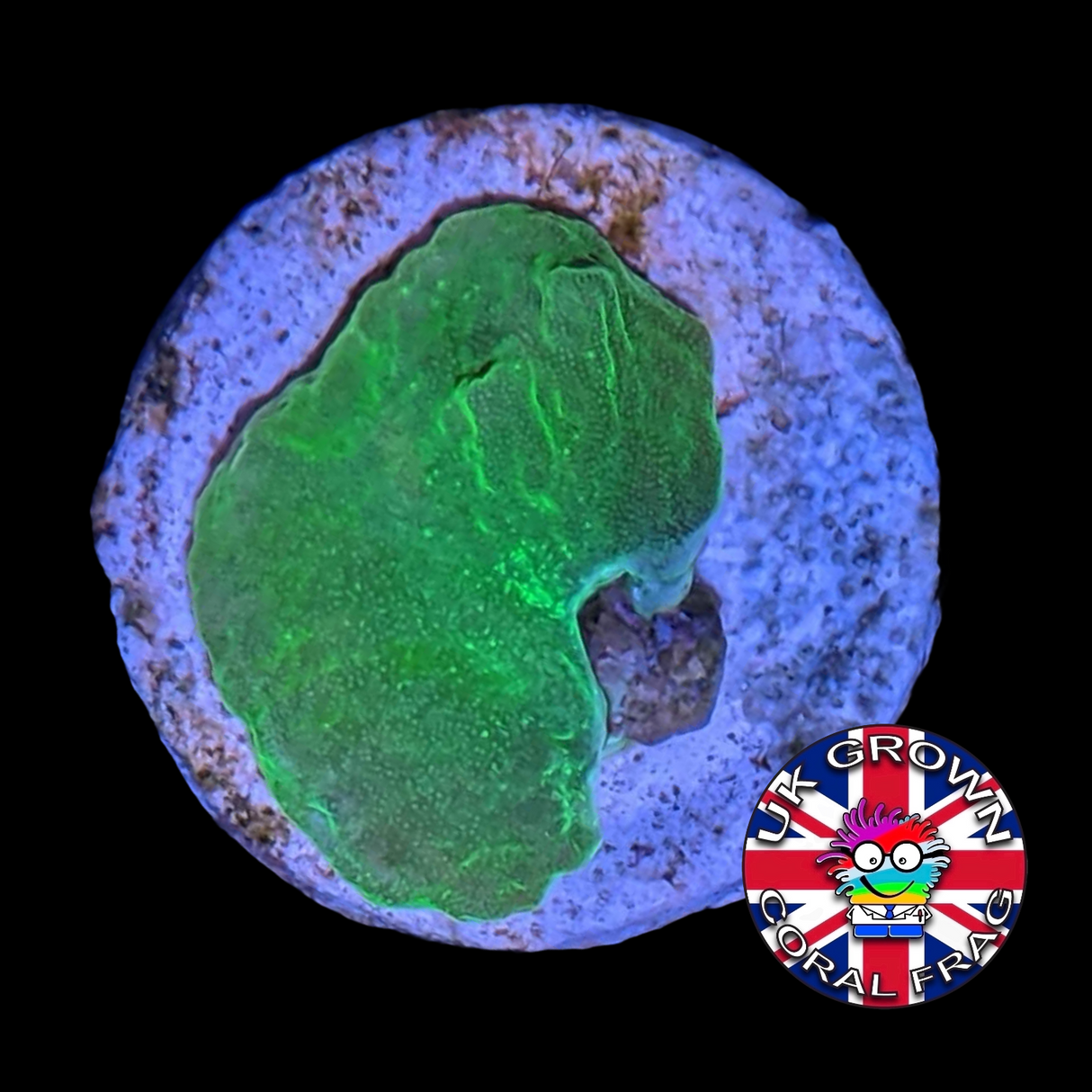 Green Sinularia Dura (UK Grown)