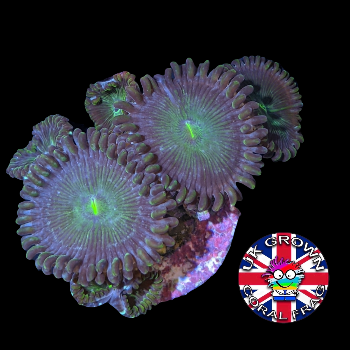 Green People Eater Zoa Frag (UK Grown)