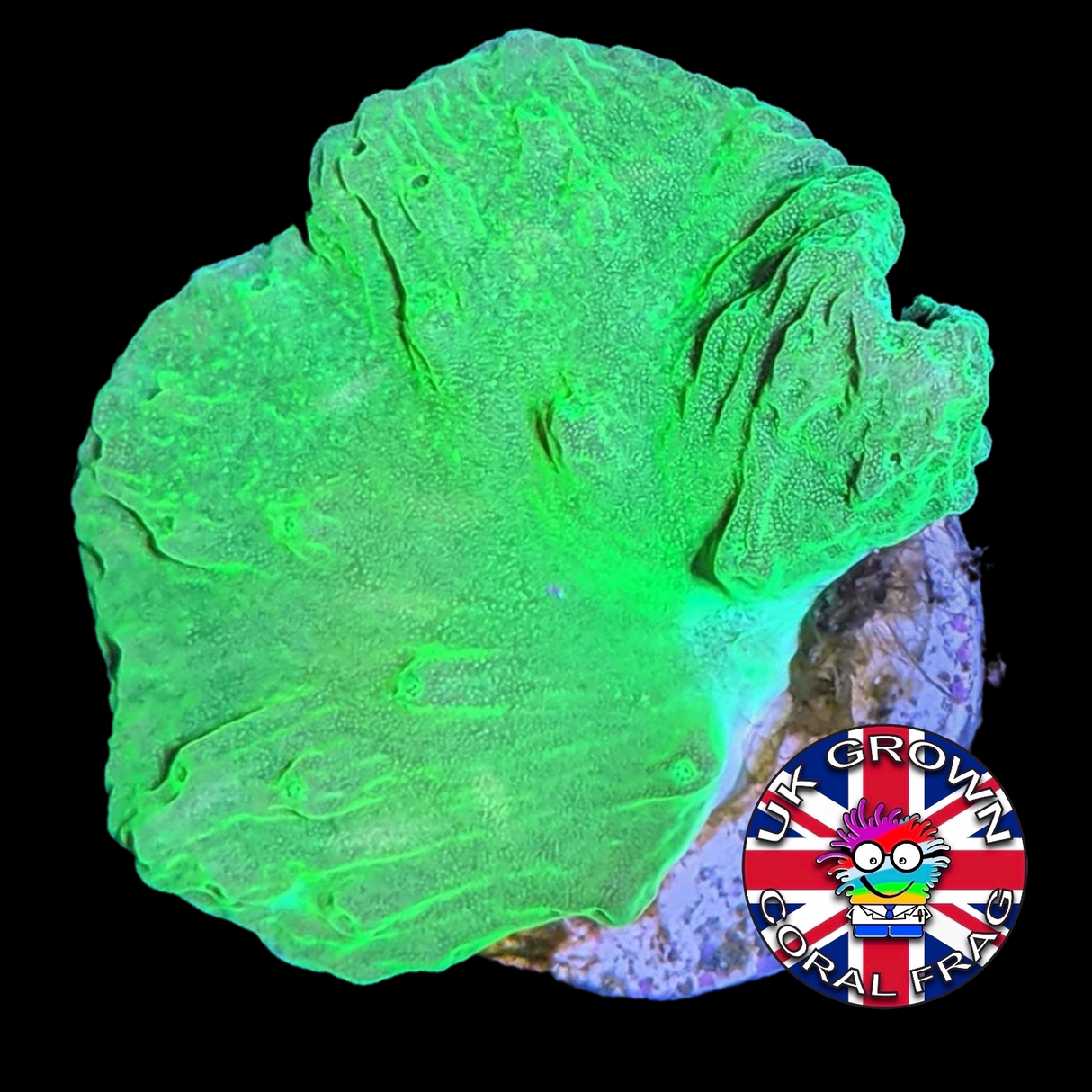 Green Sinularia Dura (UK Grown)