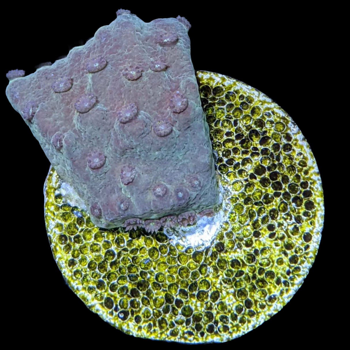 Green Cup Turbinaria