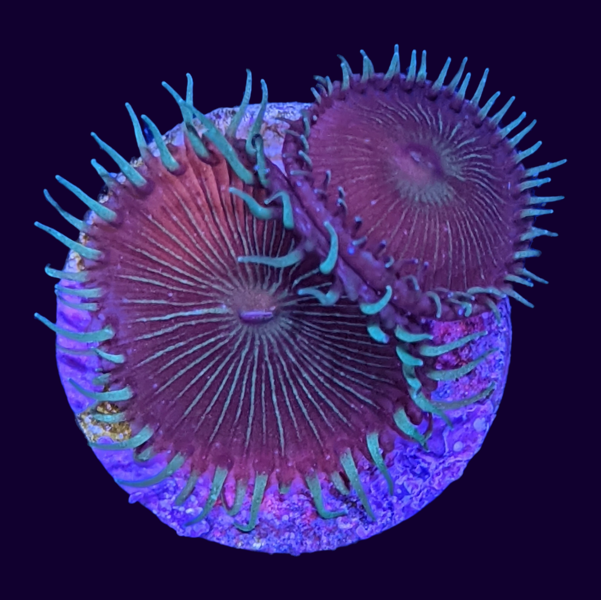 Paly Zoa Frag (UK Grown)