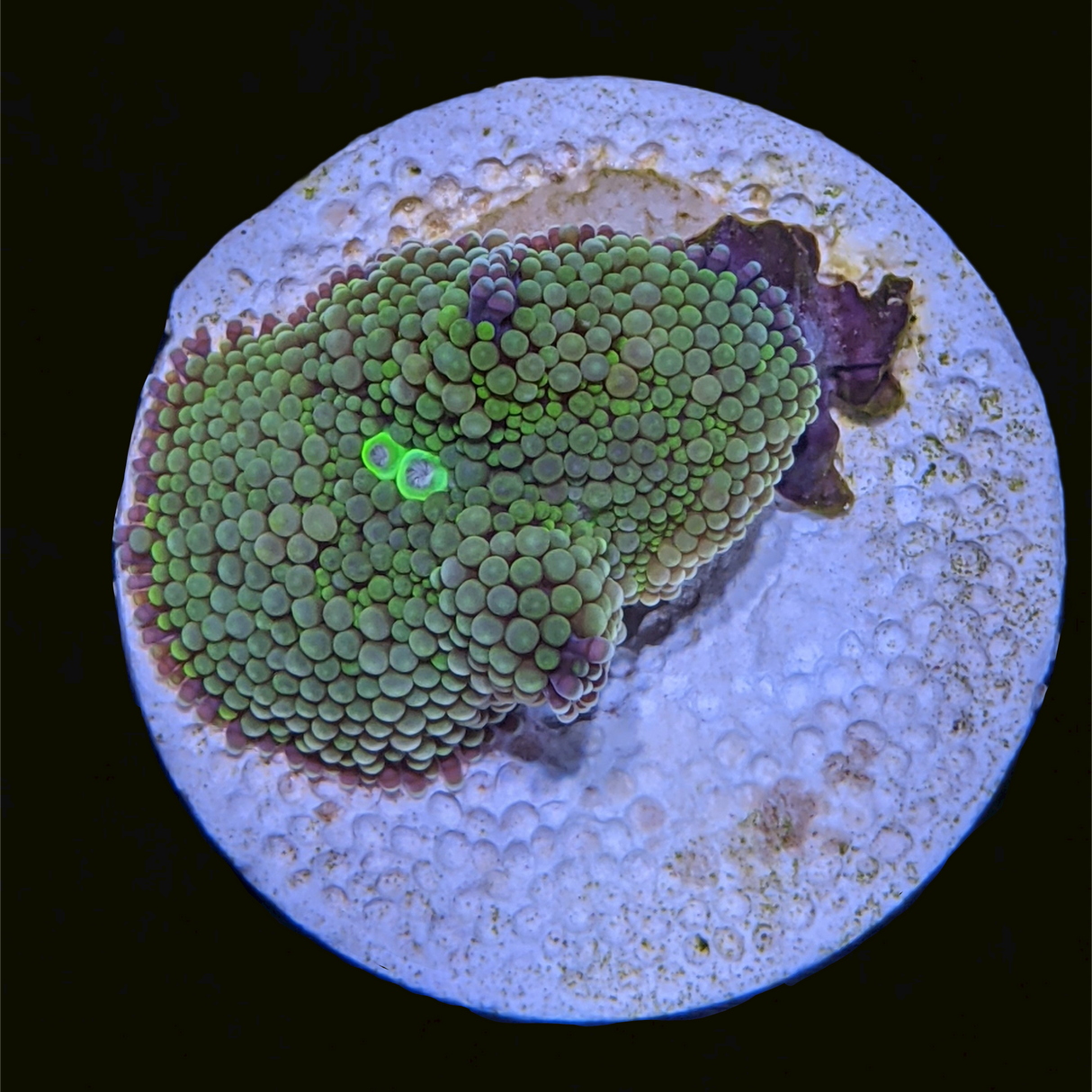 Green Ricordea Florida