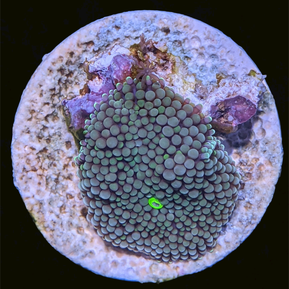 Blue / Green Ricordea Florida