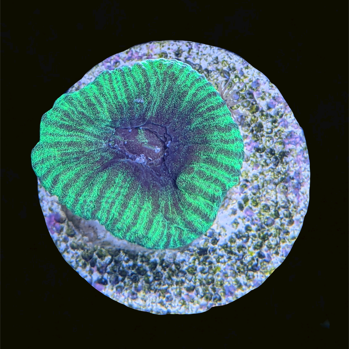 Green / Purple Favia