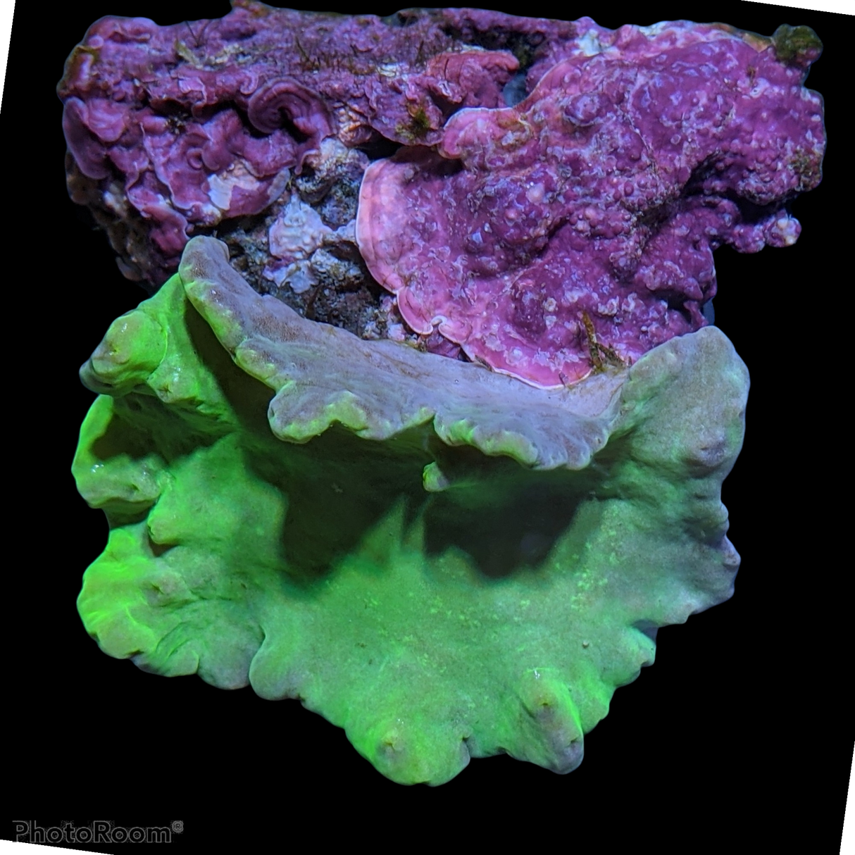 Green Sinularia Dura Cabbage Coral Colony