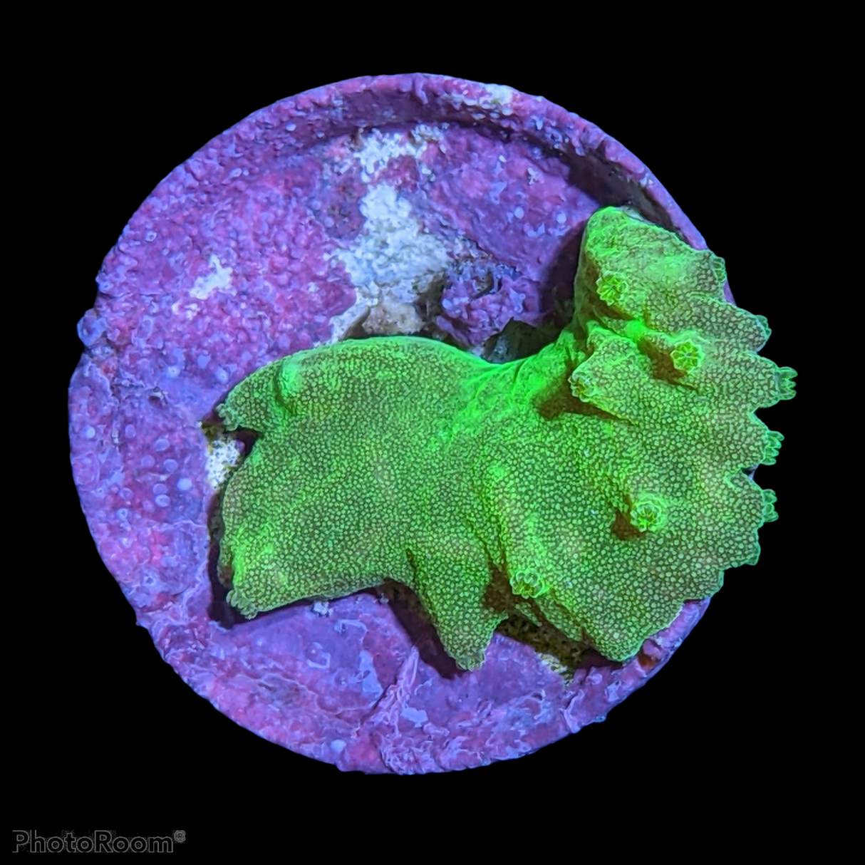 Green Sinularia Dura (UK Grown)