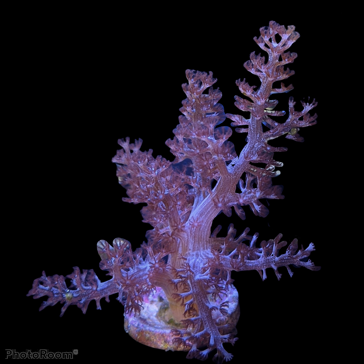 Medium Kenya Tree (UK Grown)