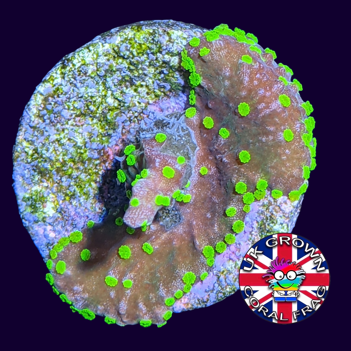 Hirsuta Montipora (UK Grown)