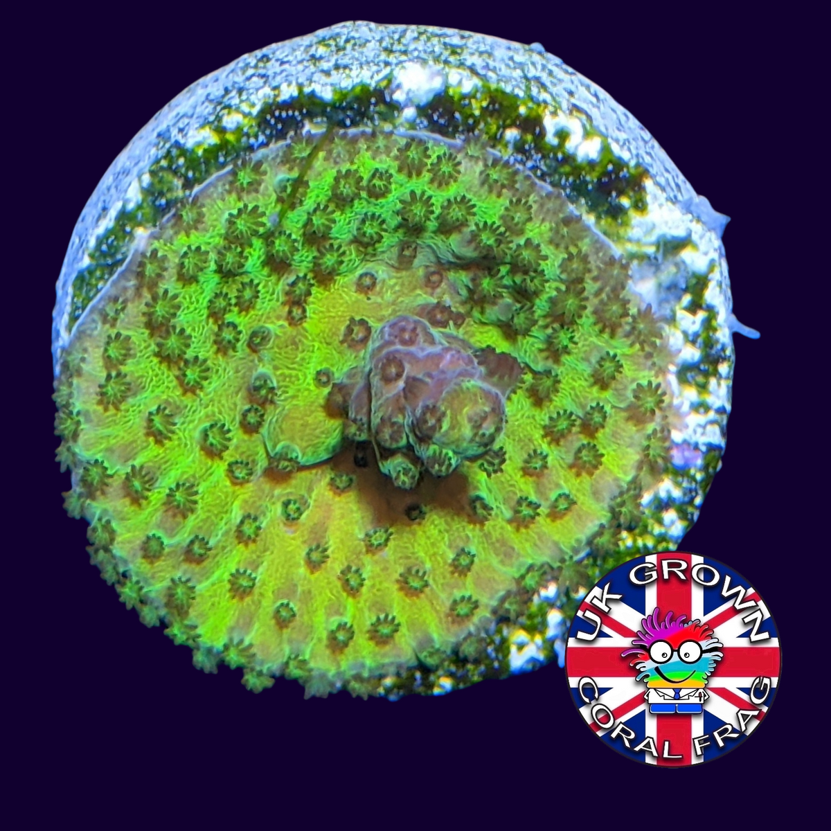 Acropora Frag (UK Grown)