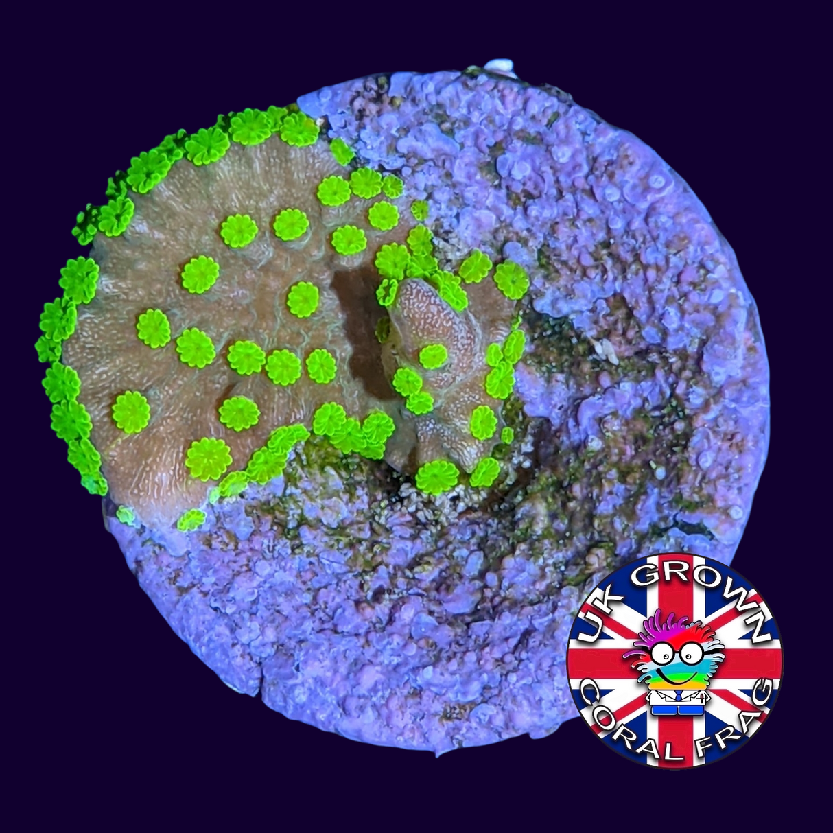 Hirsuta Montipora (UK Grown)