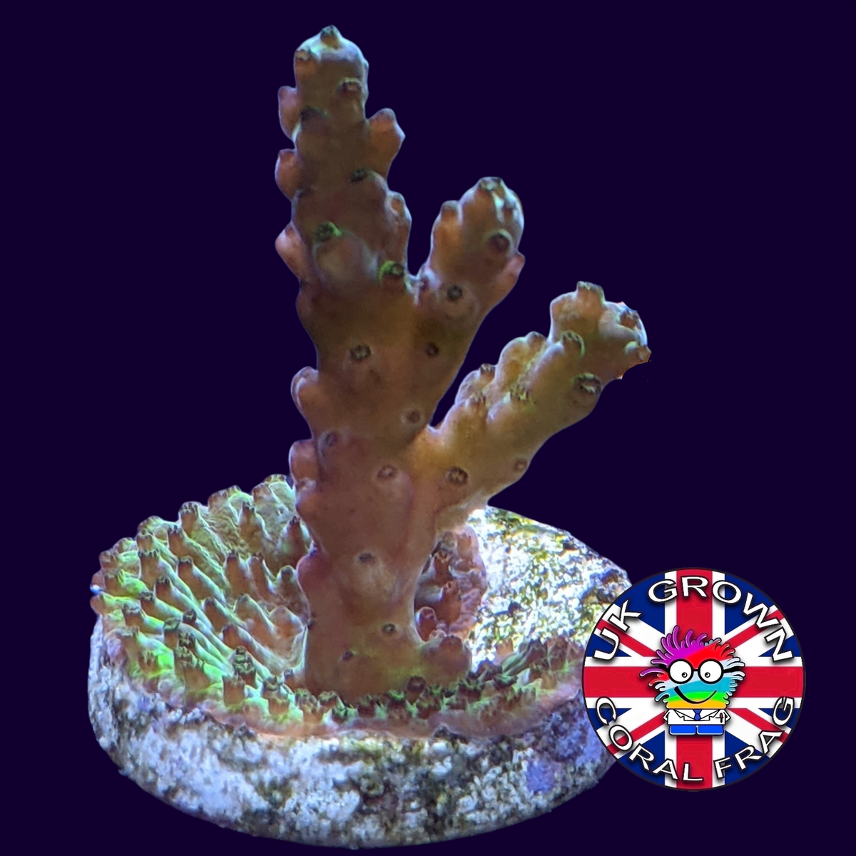 Acropora Frag (UK Grown)