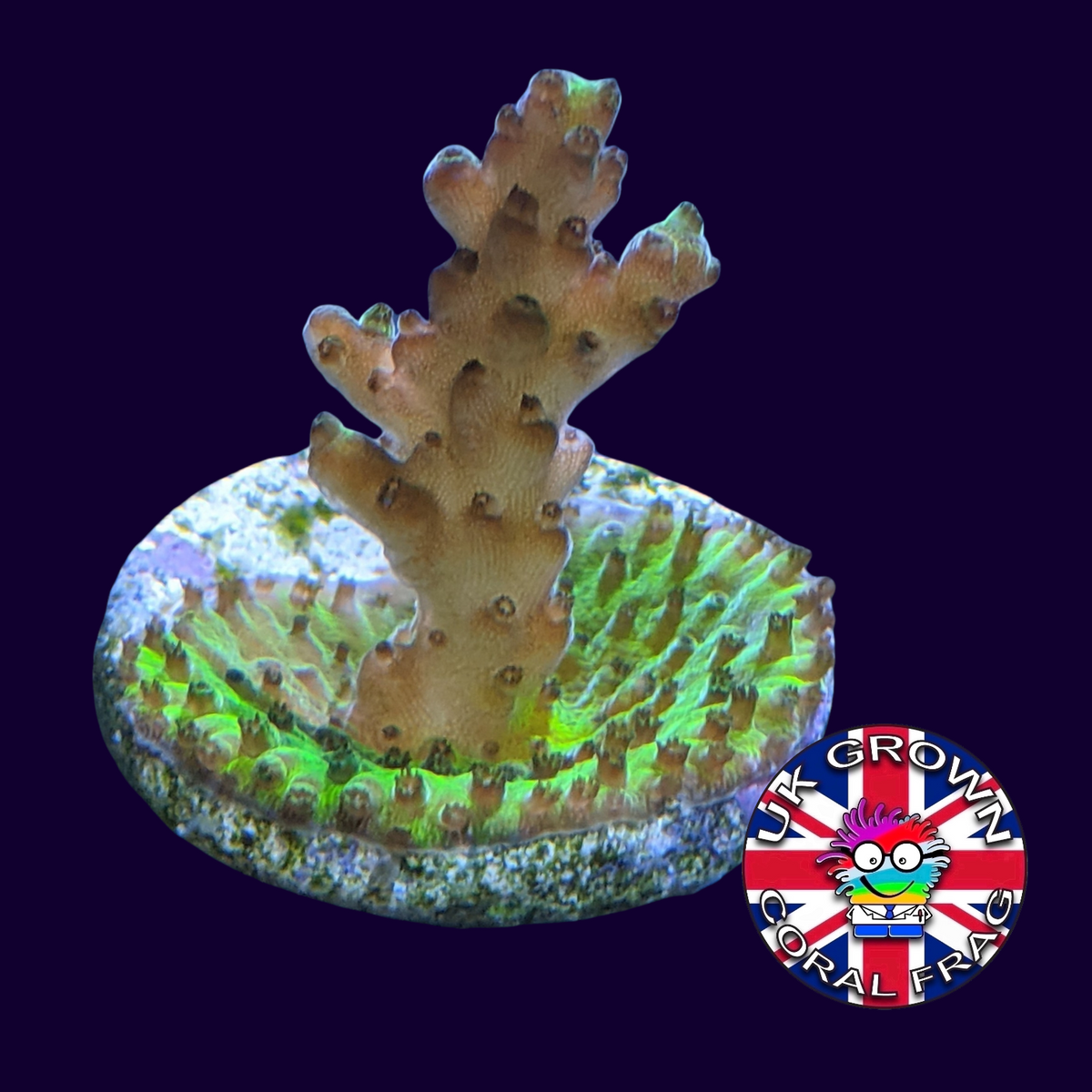 Acropora Frag (UK Grown)