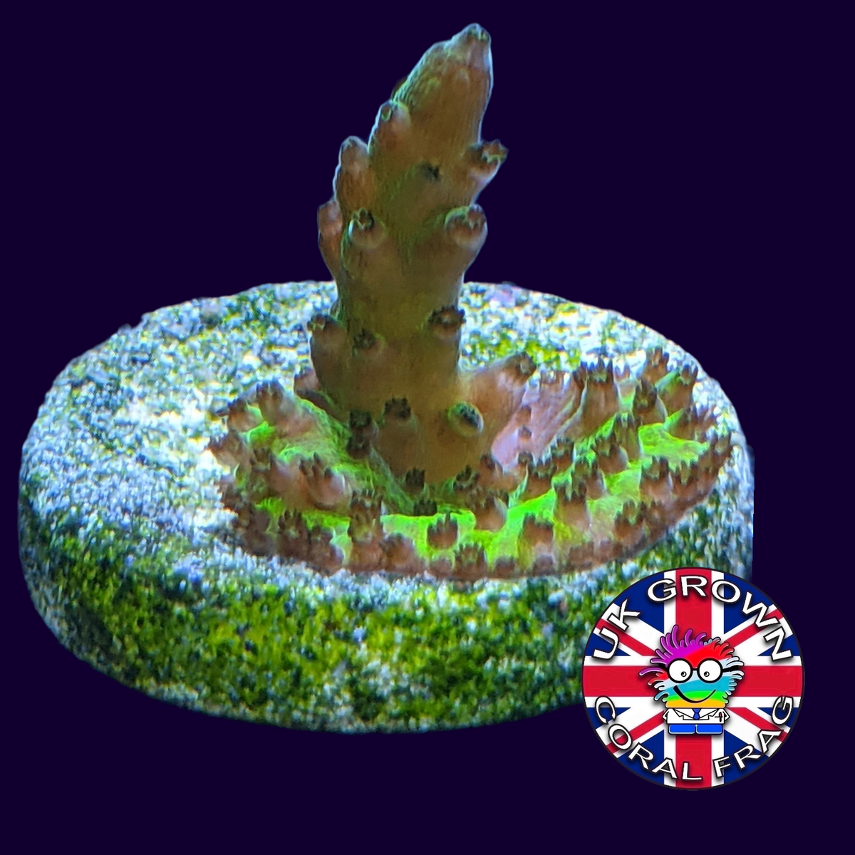 Acropora Frag (UK Grown)